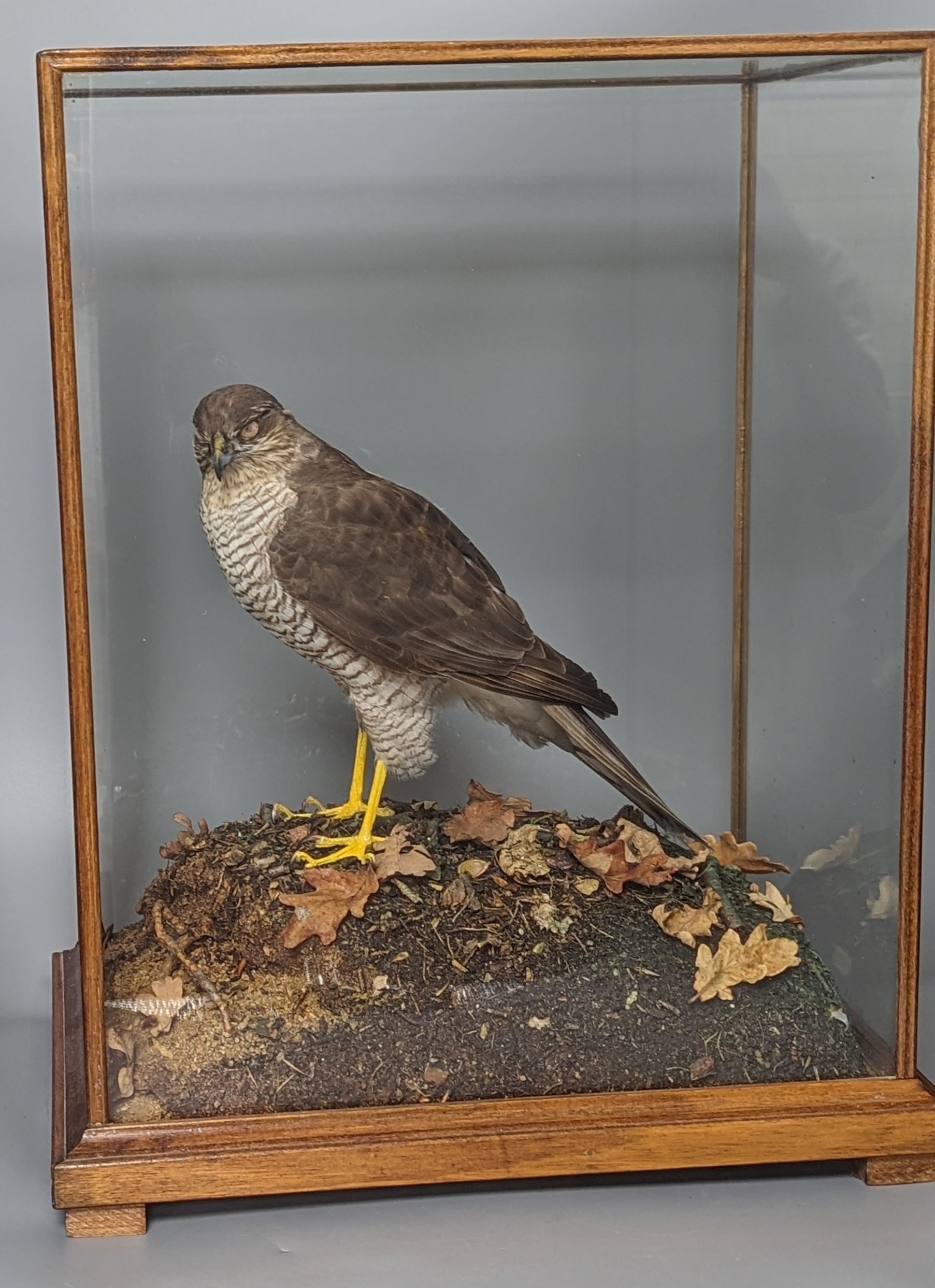 A cased taxidermic Eurasian sparrowhawk , case 50 x 37cm